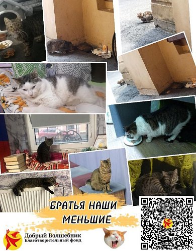 "Добрый Волшебник" помогает братьям нашим меньшим